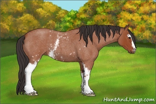 Horse Color: White Spotted Bay Roan 