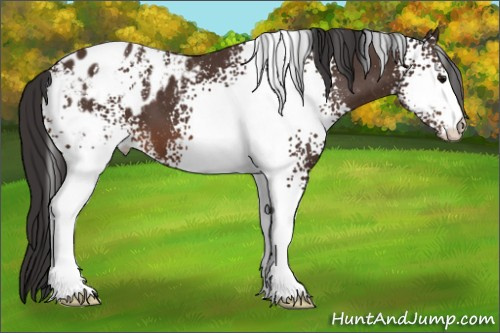 Horse Color: White Spotted Bay Blanket 