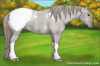 Horse Color:Plaid  Brown Dun Snowcap 