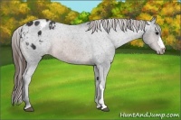 Horse Color:Brown Appaloosa 