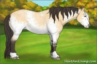 Horse Color:White Spotted Buckskin Roan Dun 