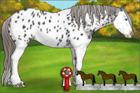 Horse Color:Smoky Blue Roan Splash Near Leopard 