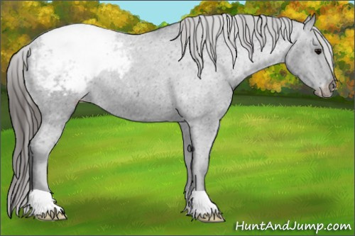Horse Color: Black Snowcap Rabicano 