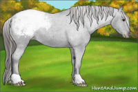 Horse Color:Black Snowcap Rabicano 