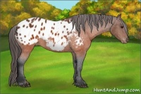 Horse Color:Brown Appaloosa 