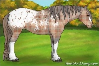 Horse Color:Plaid  Brown Appaloosa 