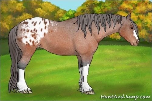Horse Color: Brown Blanket 
