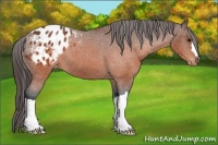 Horse Color:Brown Appaloosa 