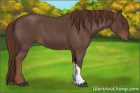 Horse Color:Liver Red Roan 