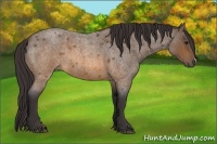 Horse Color:Buckskin Roan 