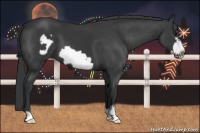 Horse Color:Black Frame 