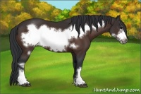 Horse Color:Bay Frame 