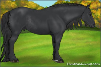 Horse Color:Brown Rabicano 