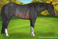 Horse Color:Brown Rabicano