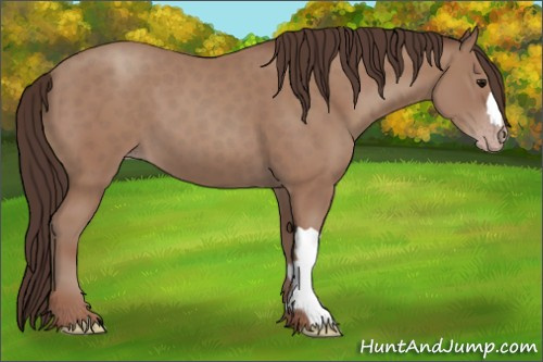 Horse Color: Sable Champagne 