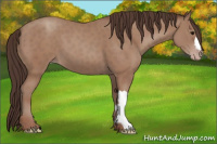 Horse Color:Sable Champagne 