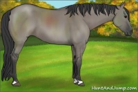 Horse Color:Grullo 