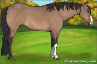 Horse Color:Bay Dun 