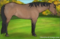 Horse Color:Brown Dun 