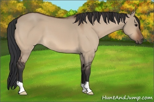 Horse Color: Bay Dun 