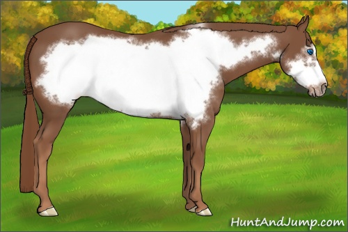 Horse Color:Chestnut Frame