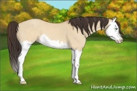 Horse Color:Sable Cream Champagne Dun Splash 