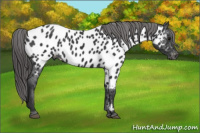 Horse Color:Brown Appaloosa