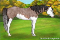 Horse Color:Bay Roan Splash 