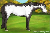 Horse Color:Smoky Black Frame 
