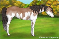 Horse Color:Bay Splash 