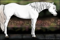 Horse Color:Gray White Spotted Chestnut Appaloosa