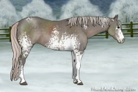 Horse Color:White Spotted Silver Black Sabino 