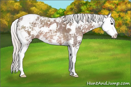 Horse Color: Silver Black Ice Sabino Splash 