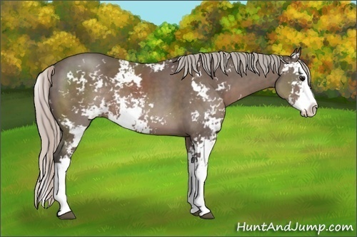 Horse Color: Silver Black Sabino Splash 