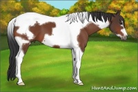 Horse Color:Bay Tobiano Frame 