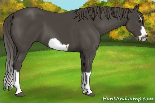 Horse Color:Smoky Black Splash Frame 