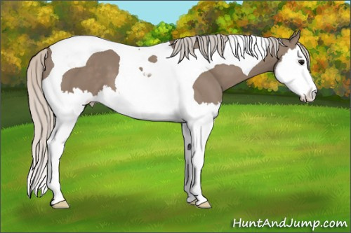 Horse Color: Silver Black Sabino Splash Tobiano 