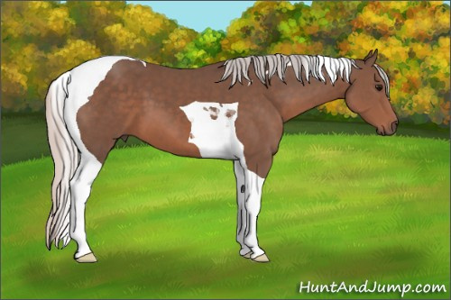 Horse Color: Silver Black Sabino Tobiano 