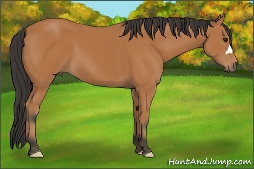 Horse Color:Bay 