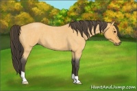 Horse Color:Buckskin Roan 