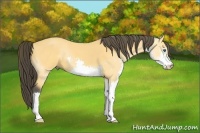 Horse Color:Buckskin Roan Splash