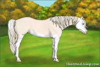 Horse Color:Perlino Roan Splash