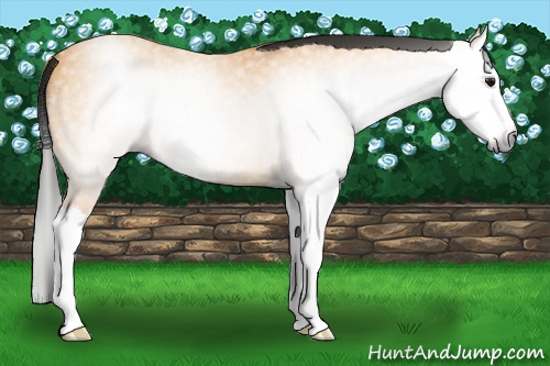 Horse Color:Gray Buckskin Roan Splash 