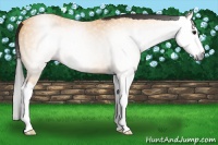 Horse Color:Gray Buckskin Roan Splash