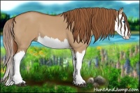 Horse Color:Red Dun Splash 