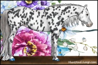 Horse Color:Blue Roan Near Leopard 