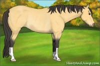 Horse Color:Buckskin Rabicano 