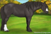Horse Color:Smoky Black 