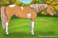 Horse Color:Palomino Tobiano 