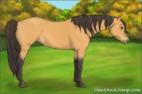 Horse Color:Buckskin 